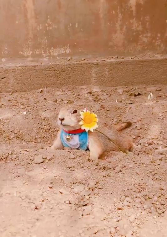 土拨鼠帮奶奶的菜园子除草、松土,累了就躺土里伸个懒腰,晒太阳