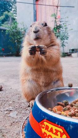 土拨鼠帮奶奶的菜园子除草、松土,累了就躺土里伸个懒腰,晒太阳