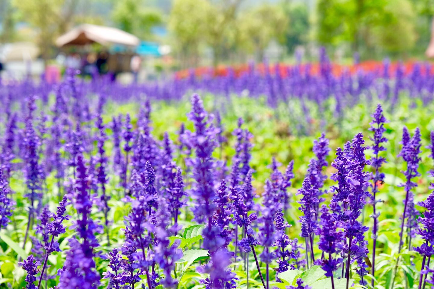 五一假期佛山去哪玩,高明五一攻略