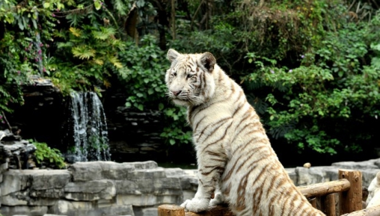 广州长隆野生动物园攻略最新,广州长隆野生动物园详细攻略