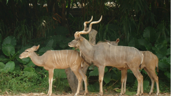 广州长隆野生动物园攻略最新,广州长隆野生动物园详细攻略