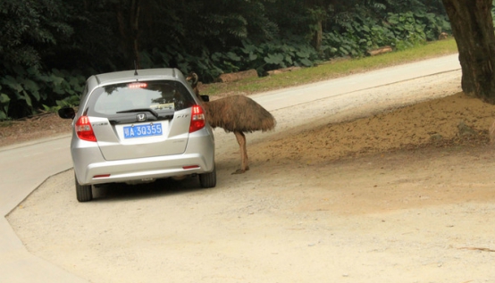 广州长隆野生动物园攻略最新,广州长隆野生动物园详细攻略