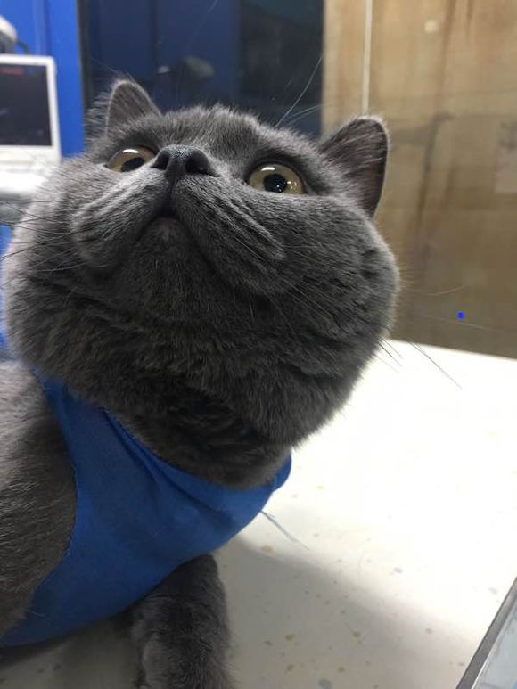 公猫尿道造口术后增生怎么办？