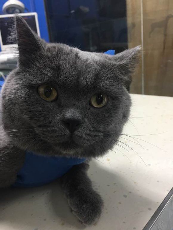 公猫尿道造口术后增生怎么办？