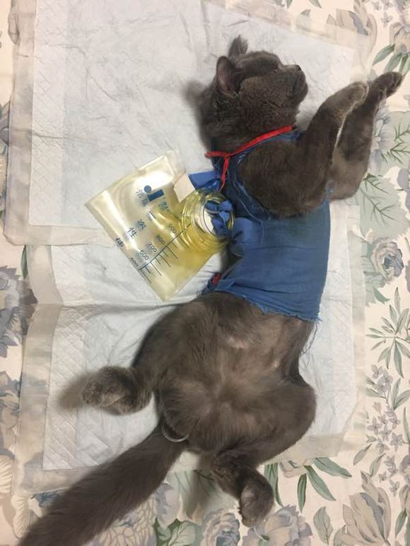 公猫尿道造口术后增生怎么办？