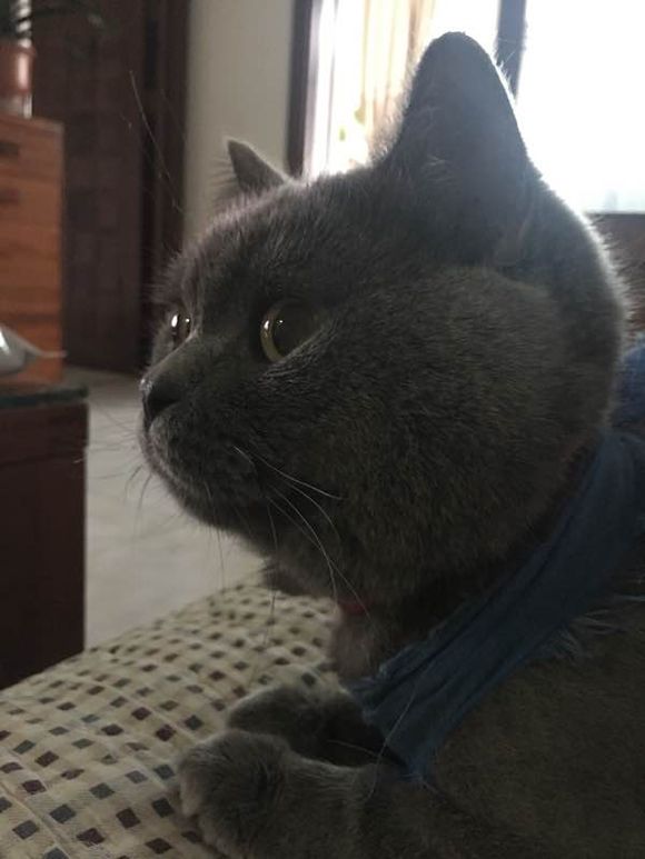 公猫尿道造口术后增生怎么办？