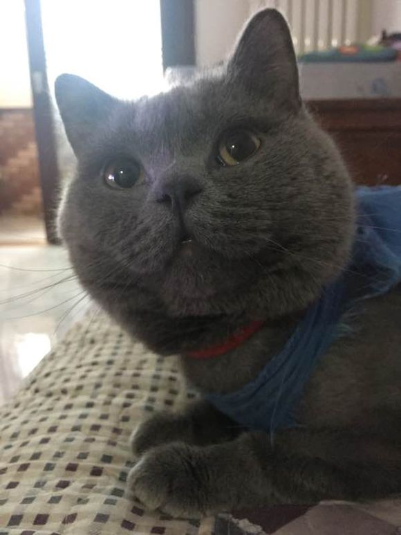 公猫尿道造口术后增生怎么办？