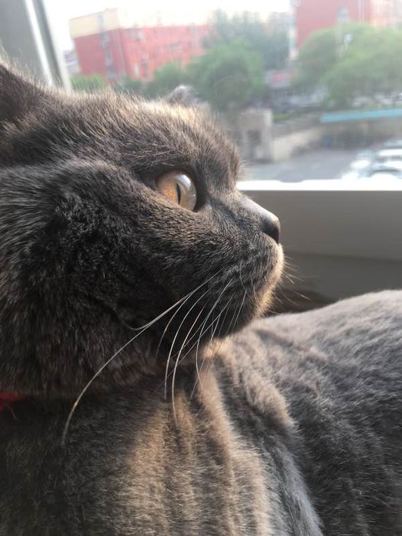 公猫尿道造口术后增生怎么办？