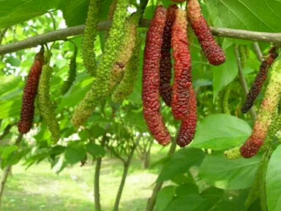 五一假期佛山去哪玩,高明五一攻略