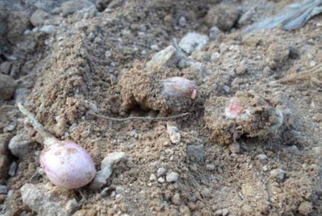 花生播种后烂了怎么回事,花生播种后不下雨怎么办