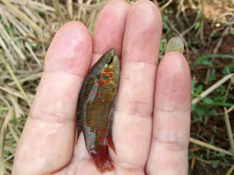 为了繁衍后代拼死争斗的天性，得了“斗鱼”这个雅号