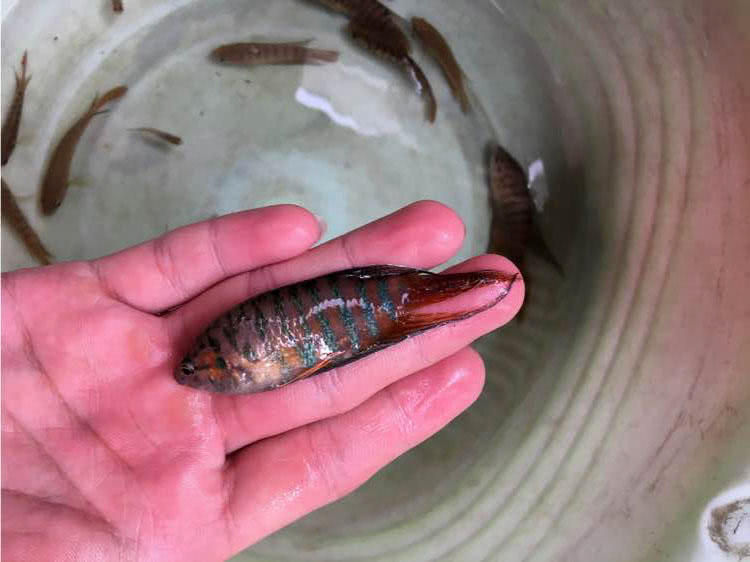 为了繁衍后代拼死争斗的天性，得了“斗鱼”这个雅号