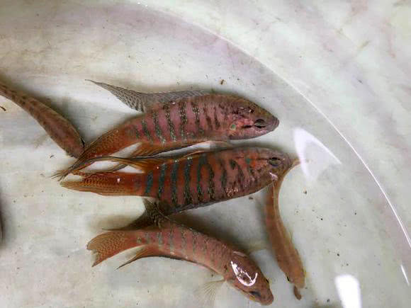 为了繁衍后代拼死争斗的天性，得了“斗鱼”这个雅号