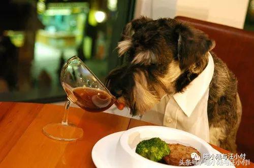 狗狗喝醉了这个样子,宠物狗喝醉