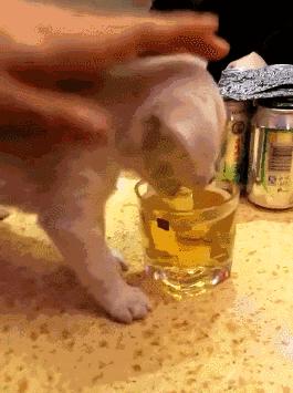 狗狗喝醉了这个样子,宠物狗喝醉
