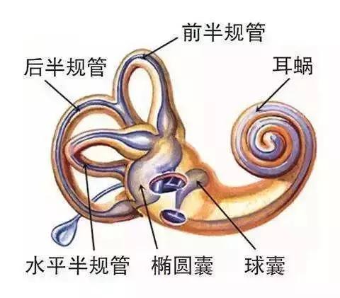晨起头晕恶心天旋地转是什么原因,总是头晕天旋地转怎么回事