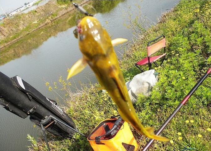 钓黄丫头选位置怎么选,钓黄丫头用什么钓最好