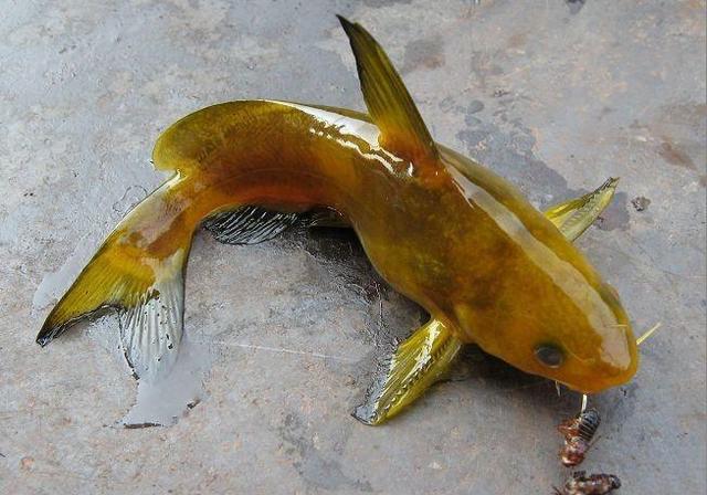 钓黄丫头选位置怎么选,钓黄丫头用什么钓最好