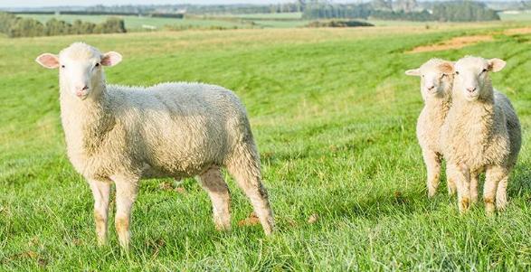 蓝河羊奶粉是正品吗,蓝河进口羊奶粉蓝瓶