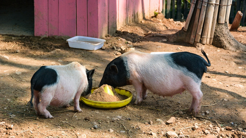 度假不止烧烤麻将还有运动,度假不在于逛景点