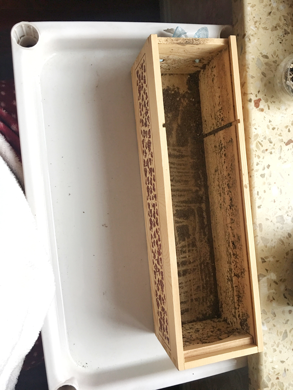 肉肉叶插苗怎么移盆,叶插苗出缀化概率