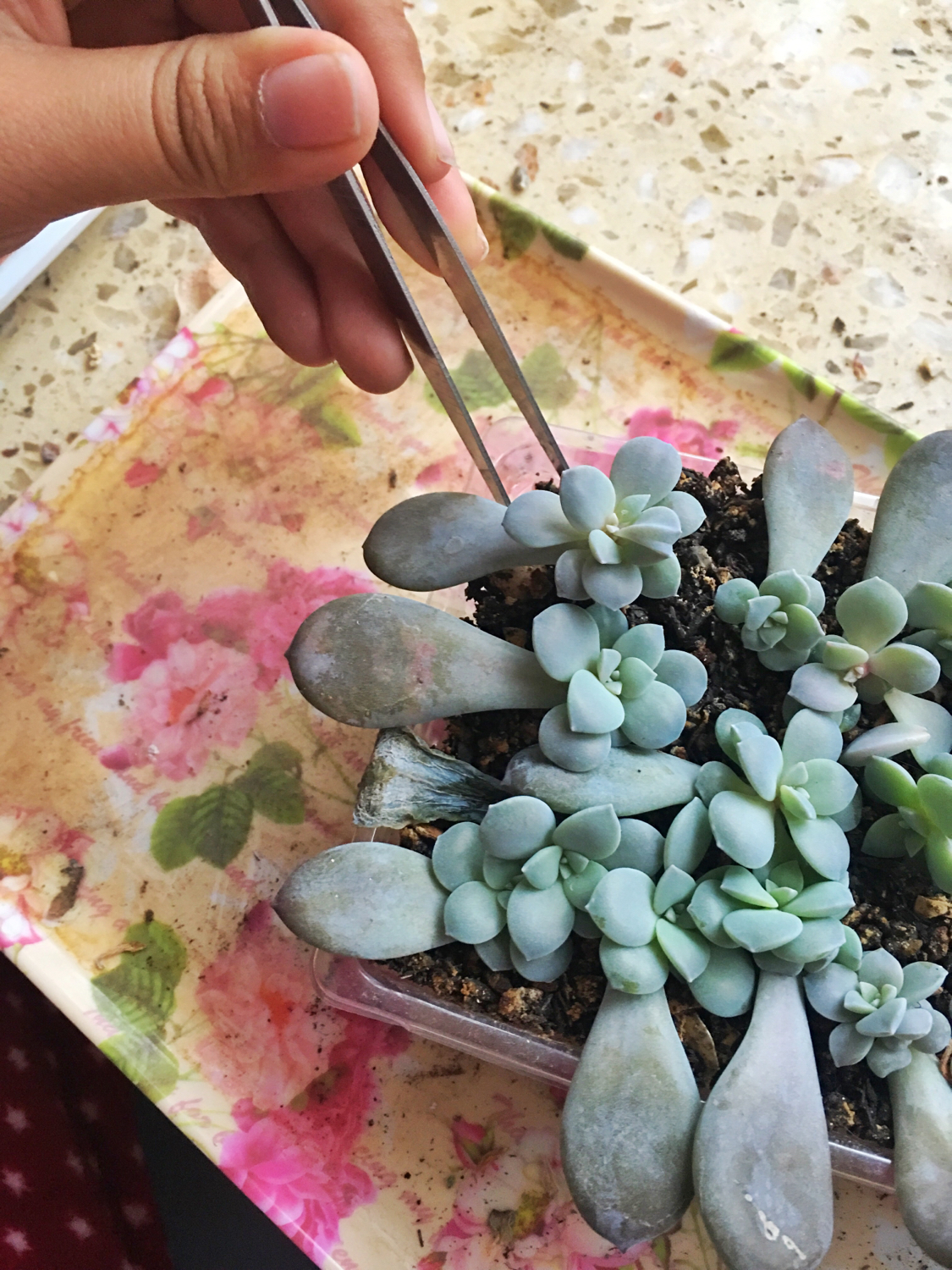 肉肉叶插苗怎么移盆,叶插苗出缀化概率