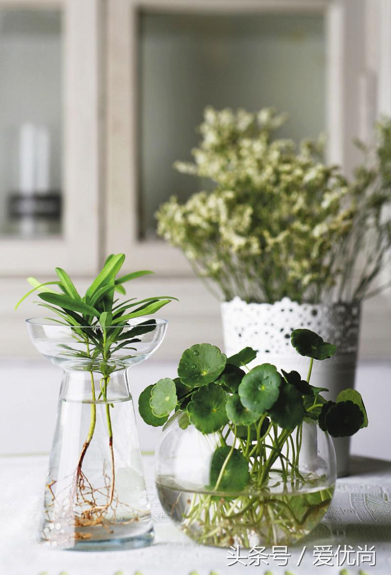 绿植烂根用啥治浇水过多烂根,水培不易烂根的植物有哪些