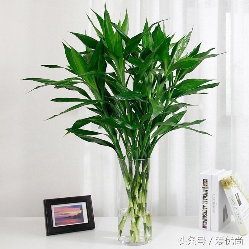 绿植烂根用啥治浇水过多烂根,水培不易烂根的植物有哪些