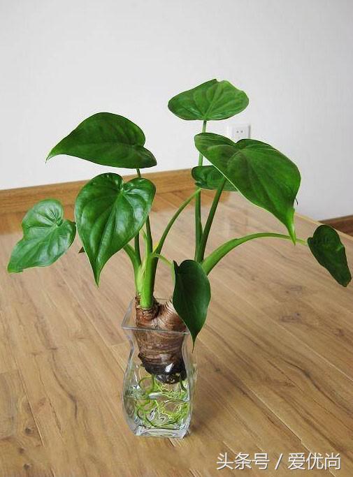 绿植烂根用啥治浇水过多烂根,水培不易烂根的植物有哪些