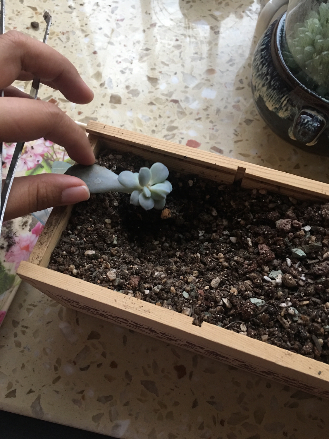 肉肉叶插苗怎么移盆,叶插苗出缀化概率