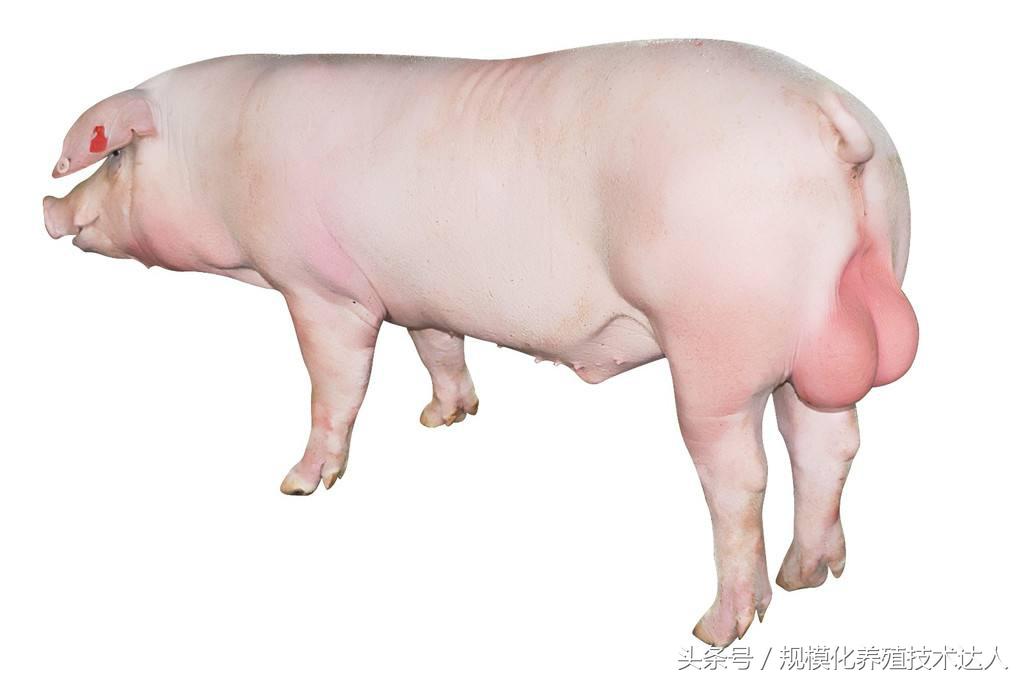 公猪病最佳治疗方法,种公猪睾丸发紫怎么治疗