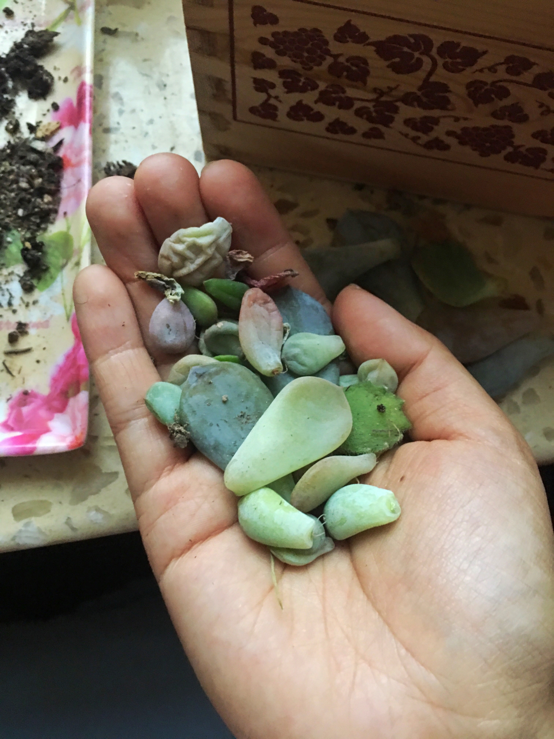 肉肉叶插苗怎么移盆,叶插苗出缀化概率