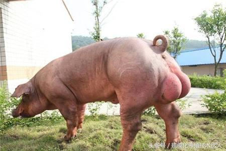 公猪病最佳治疗方法,种公猪睾丸发紫怎么治疗