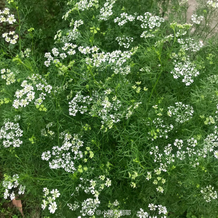 100涓鑿滃喎鐭ヨ瘑,12涓喎鐭ヨ瘑