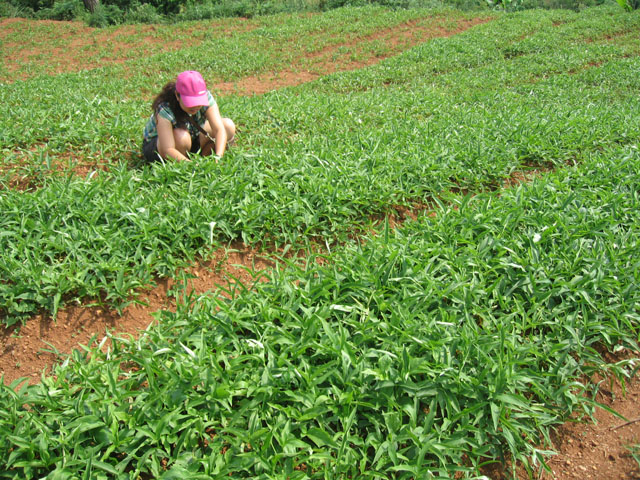 旱半夏植物,柳叶旱半夏植物图片