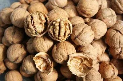 核桃育苗方法和技术,张美勇核桃高效栽培关键技术