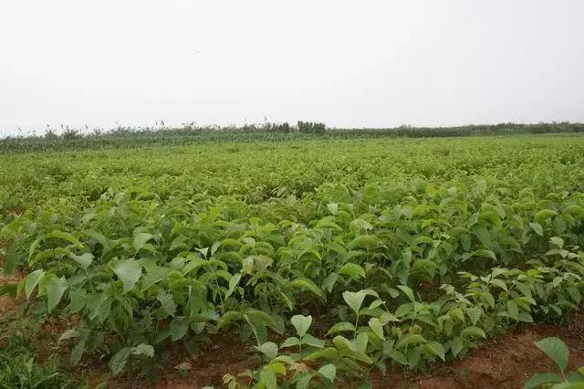 核桃育苗方法和技术,张美勇核桃高效栽培关键技术