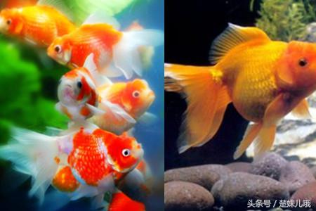 鱼身上有黑斑是什么鱼,鱼身上长黑斑用啥药治