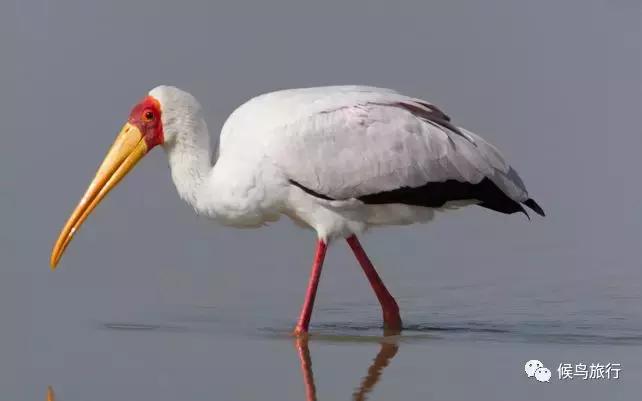 东非野生动物大迁徙,东非动物大迁徙