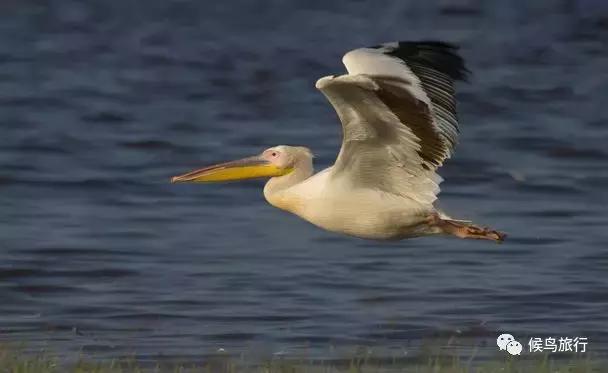东非野生动物大迁徙,东非动物大迁徙