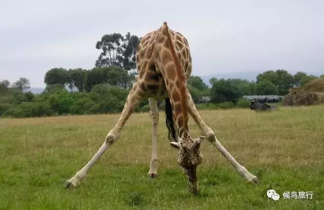 东非野生动物大迁徙,东非动物大迁徙