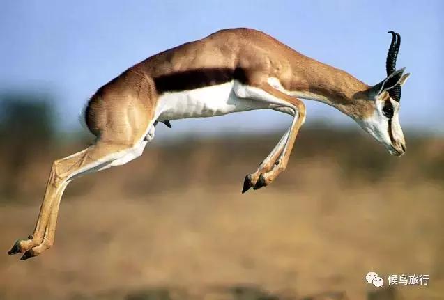 东非野生动物大迁徙,东非动物大迁徙