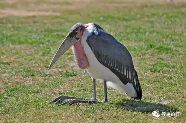 东非野生动物大迁徙,东非动物大迁徙