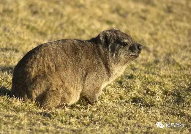 东非野生动物大迁徙,东非动物大迁徙