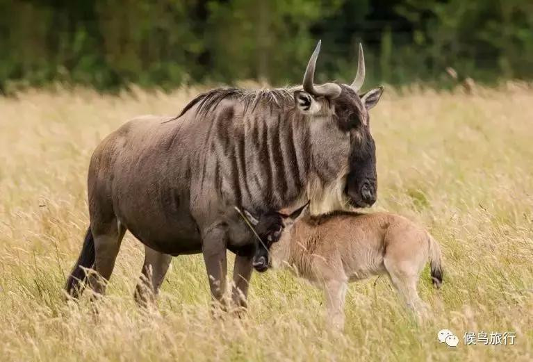 东非野生动物大迁徙,东非动物大迁徙