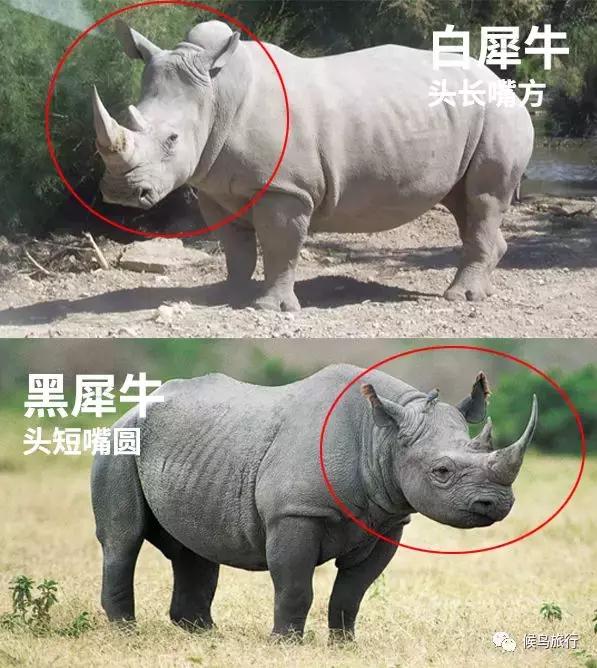 东非野生动物大迁徙,东非动物大迁徙