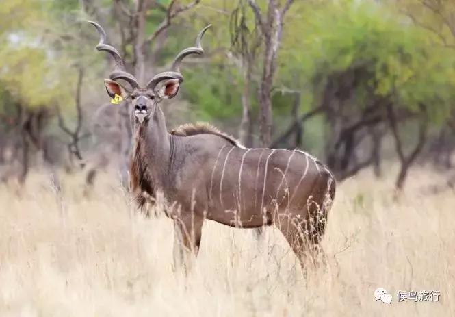 东非野生动物大迁徙,东非动物大迁徙
