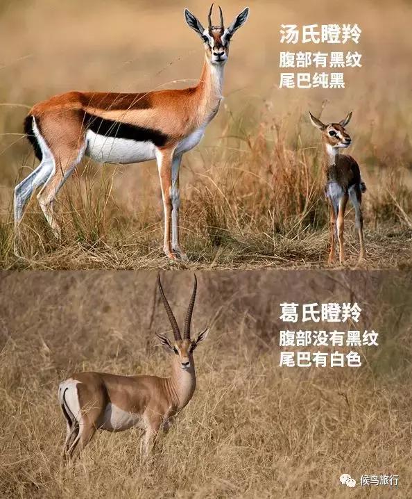 东非野生动物大迁徙,东非动物大迁徙