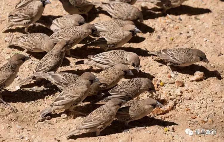 东非野生动物大迁徙,东非动物大迁徙