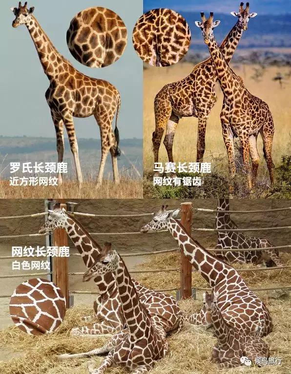 东非野生动物大迁徙,东非动物大迁徙